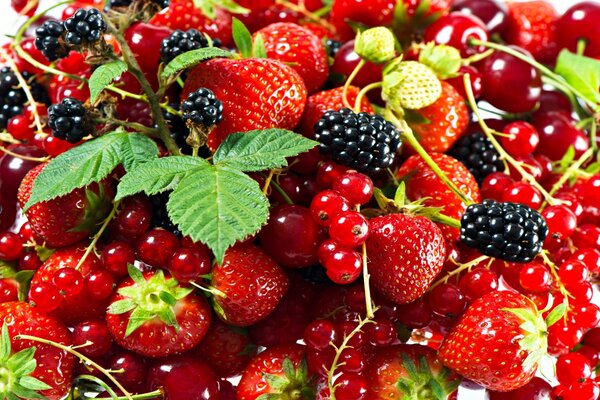 Abundancia de bayas, fresas y moras