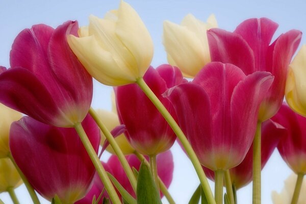 Bunte Tulpen auf Himmelshintergrund