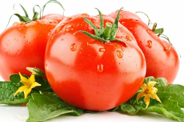 Tomatoes with tails and leaves on a white background