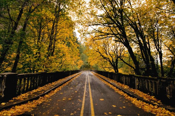 El camino que sale en otoño