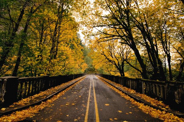Route du pont en automne