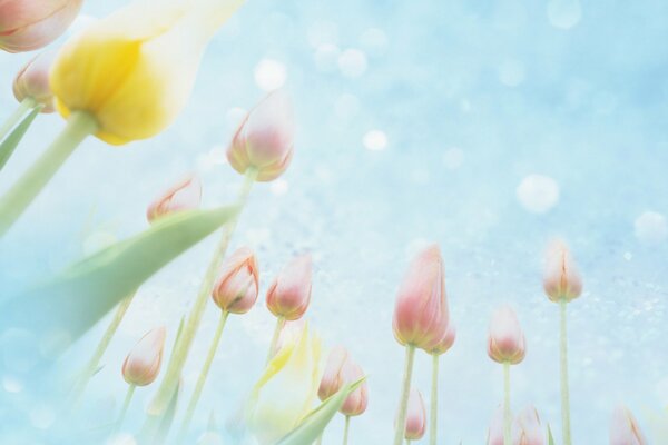 Tulips against the sky, flowers