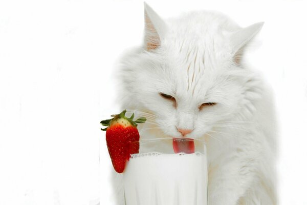 Il gatto bianco Lacca il milkshake