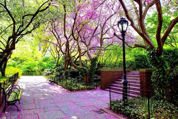 Eine Gasse mit rosa Blütenblättern und Bäumen