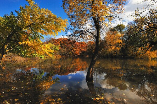 Riflessione della natura autunnale nel lago