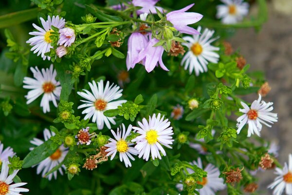 Chrysanthèmes modestes sous la pluie d été