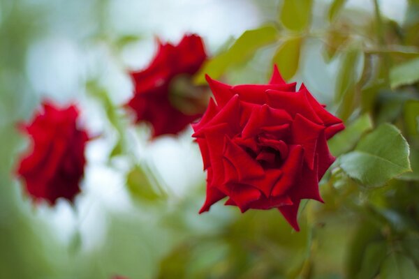 Piękne czerwone róże trzy pąki