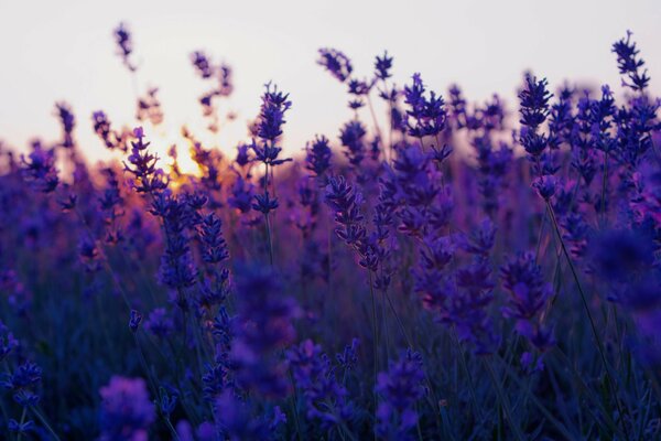 Schönes Lavendelfeld bei Sonnenuntergang