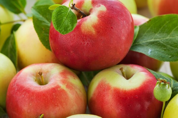 Red garden apples with green leaves