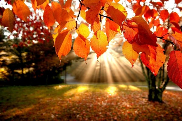 Les rayons du soleil qui traversent les feuilles