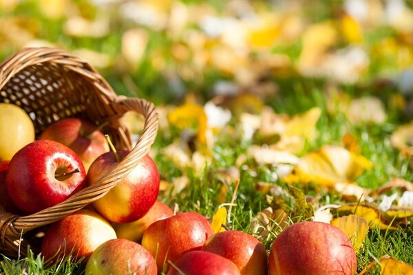 Liquid apples were scattered on the autumn foliage