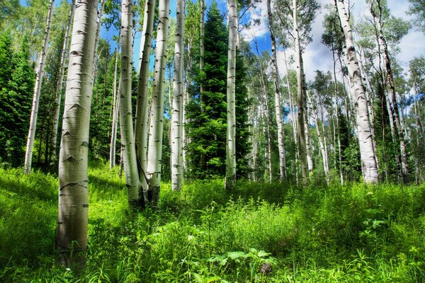 Beautiful fir trees and grass in Russia