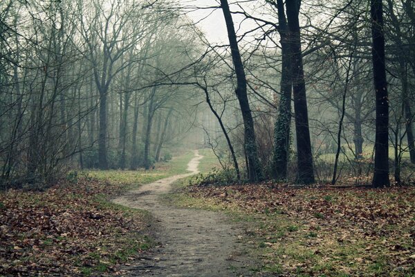 Finales de otoño en el bosque de niebla