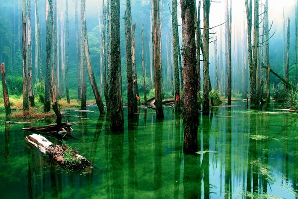 Marais au milieu des troncs secs