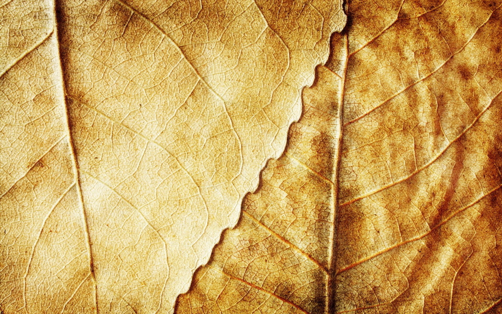 seco hojas otoño fondo amarillo