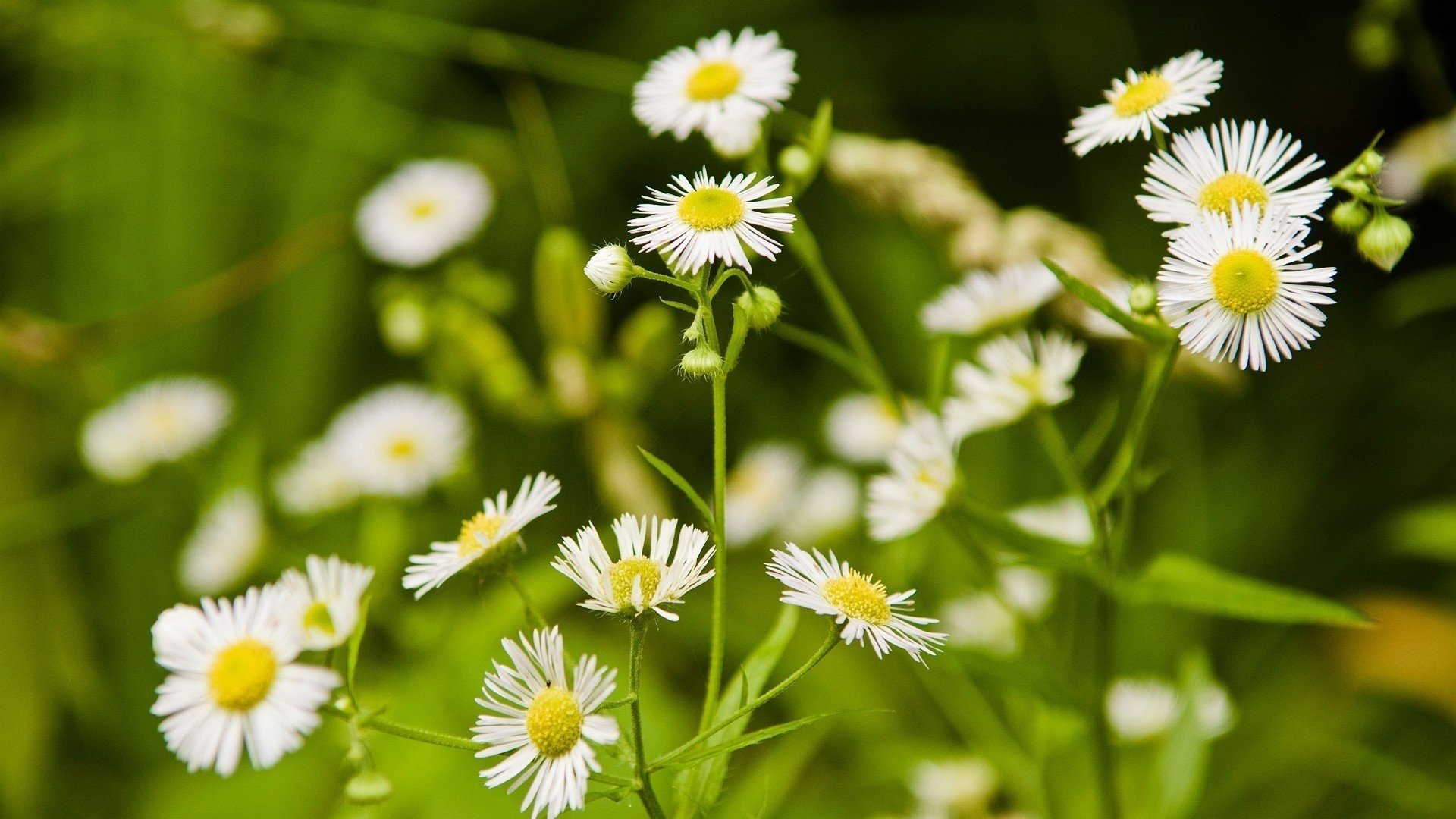 fiori natura radura margherite erba bianchi