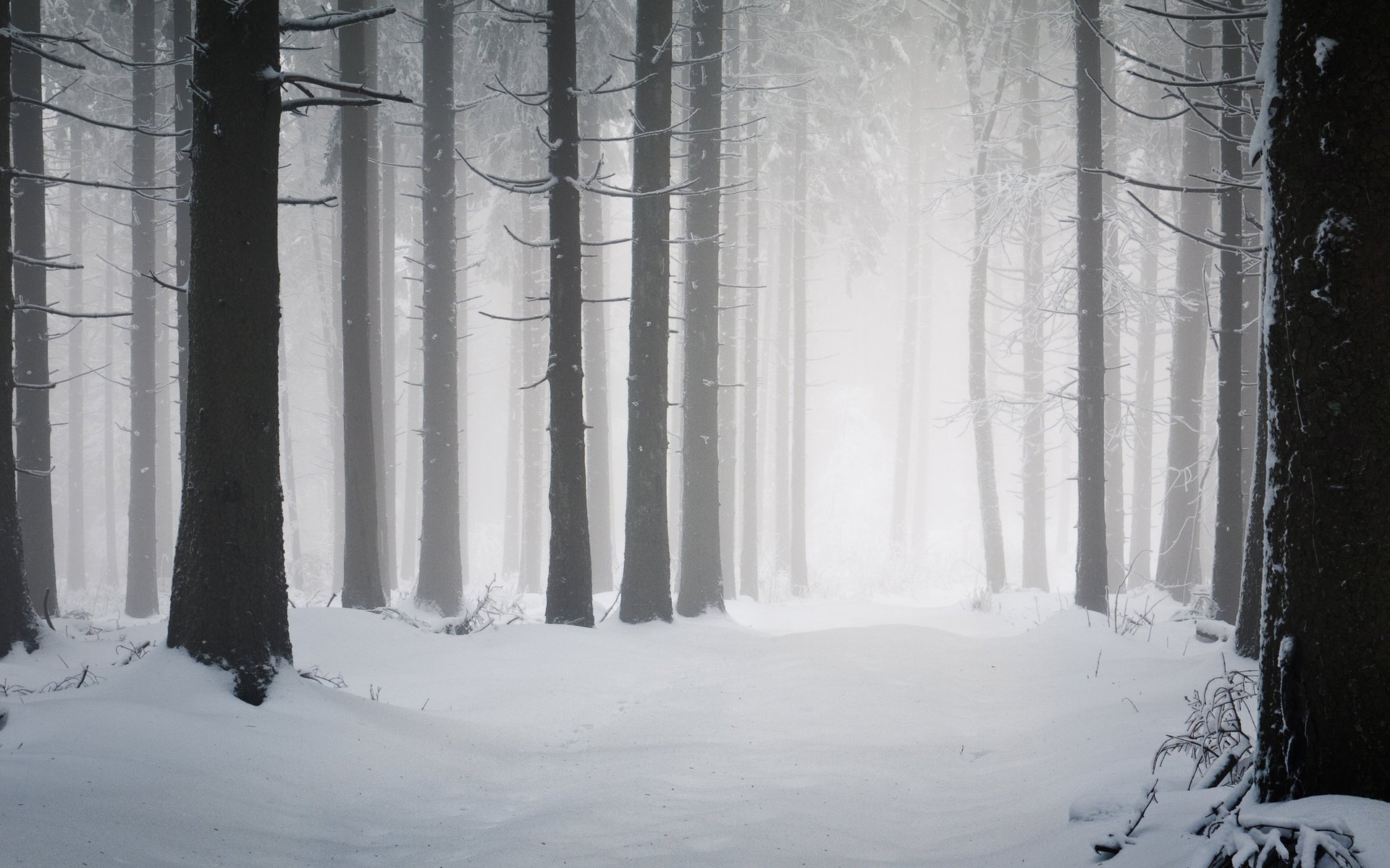 forest winter nature tree snow cold winter frost