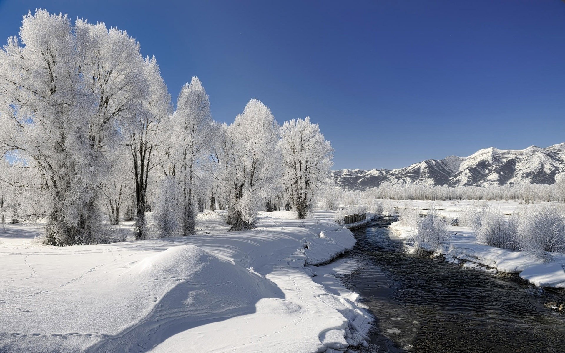 natura inverno alberi neve brina fiume