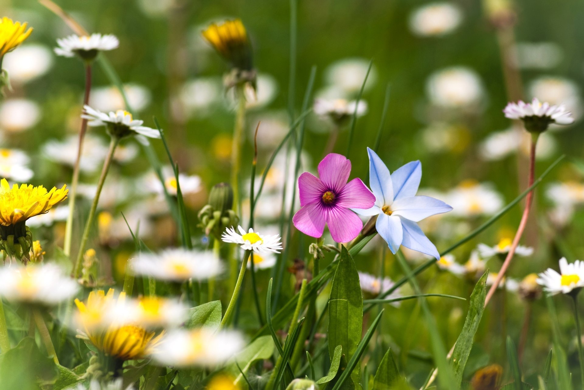 herbe fleurs plantes clairière marguerites verdure été