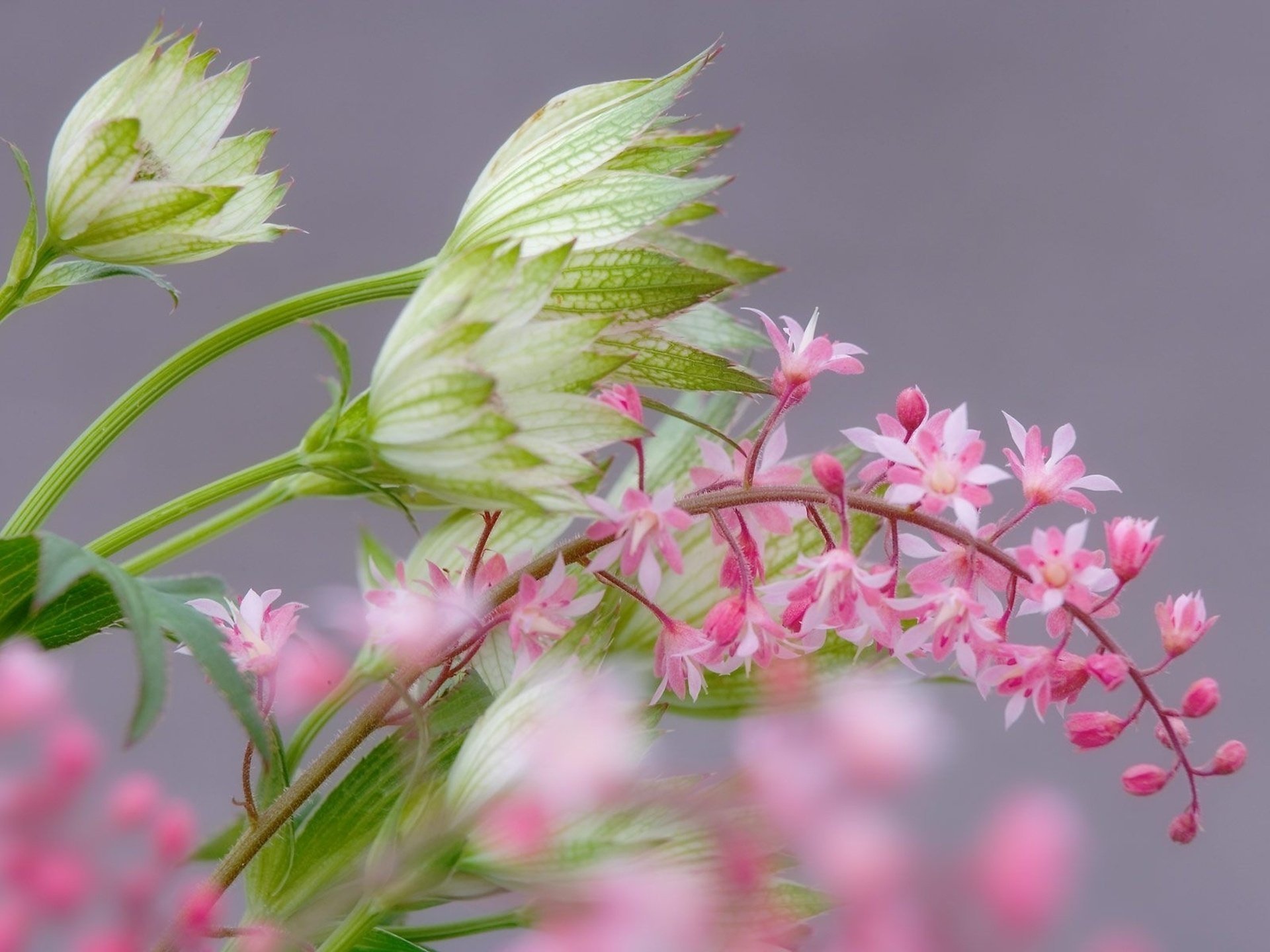 délicat rose flou marco branche fleurs