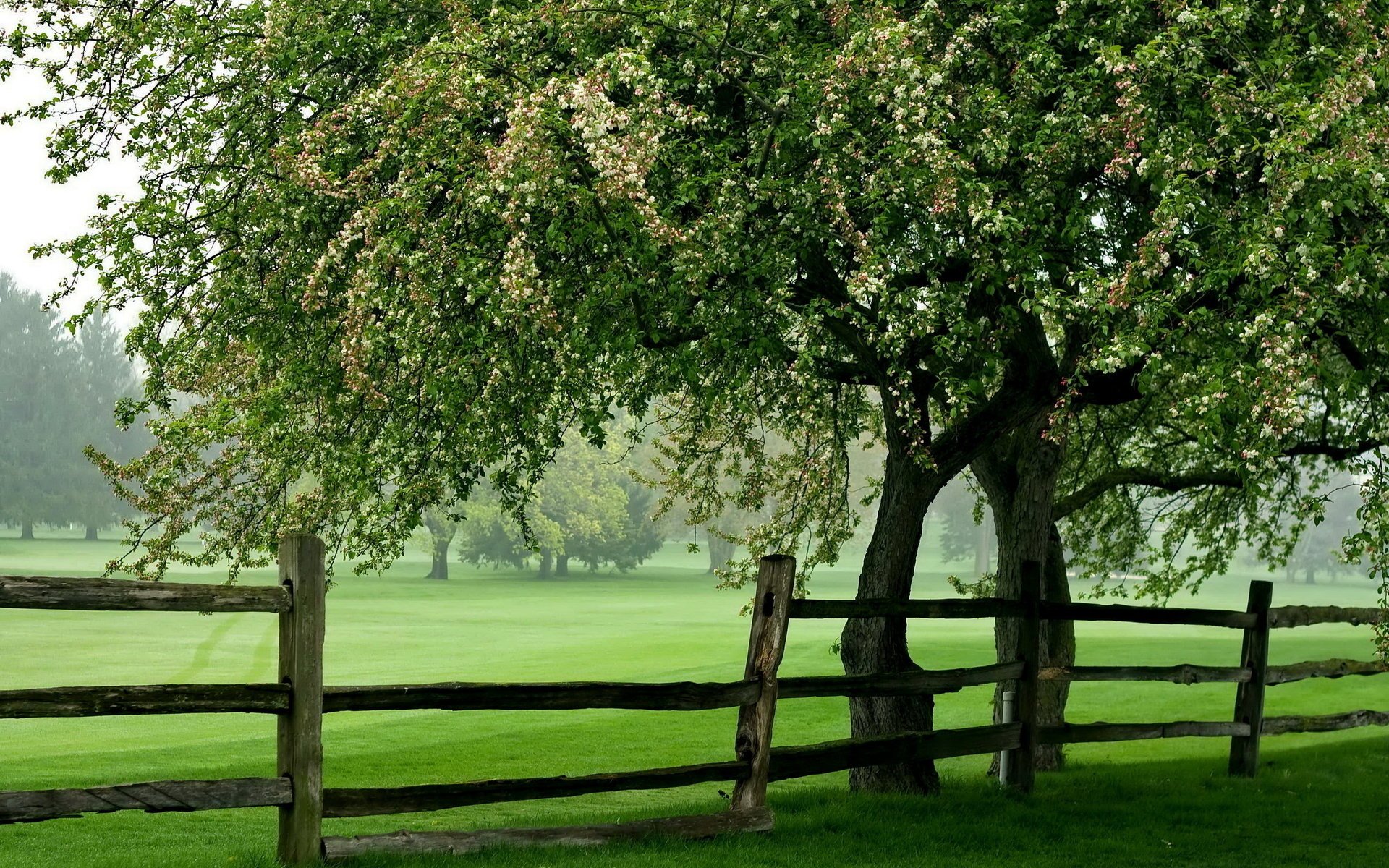 champ arbre été clôture