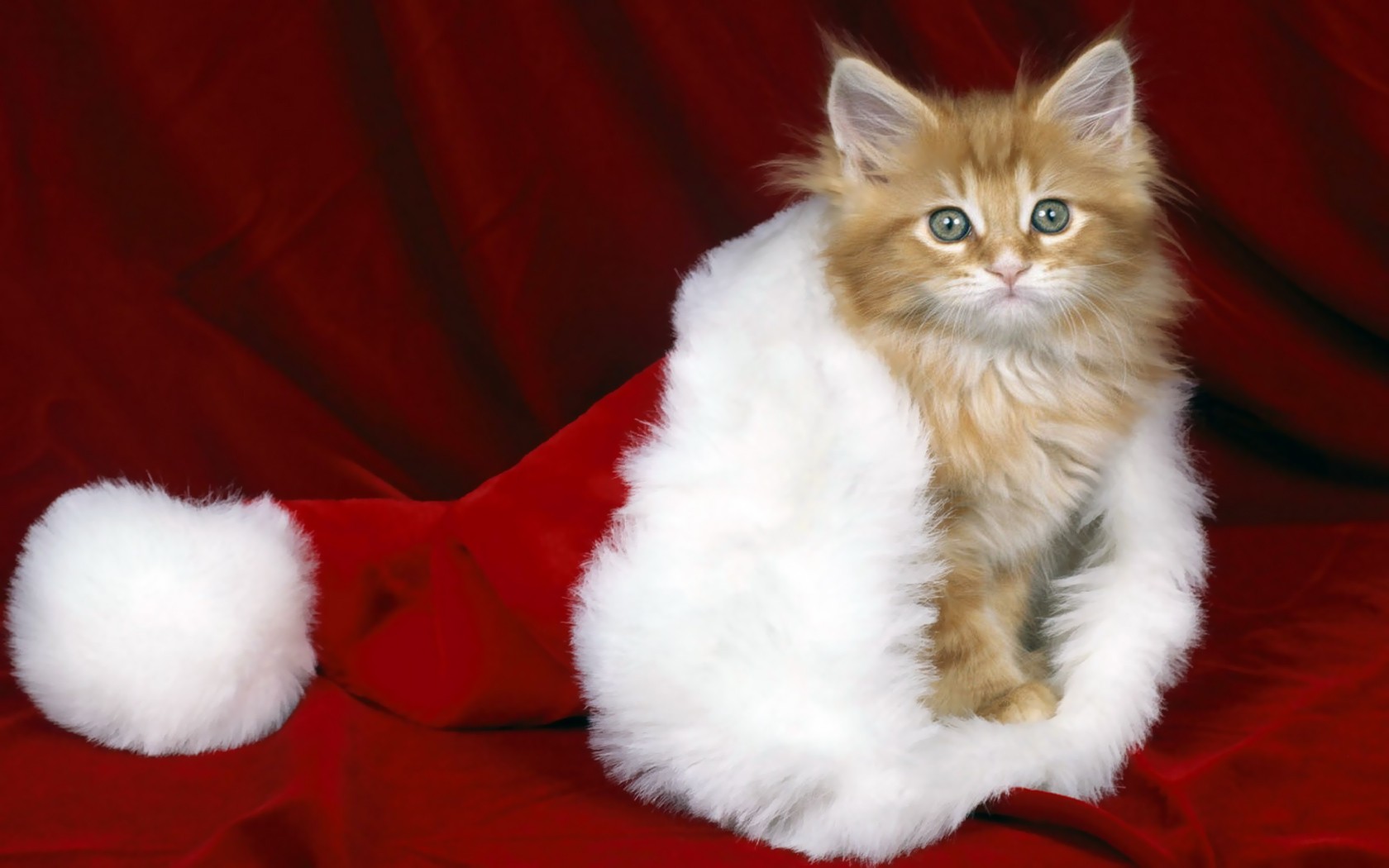 año nuevo gatito sombrero rojo