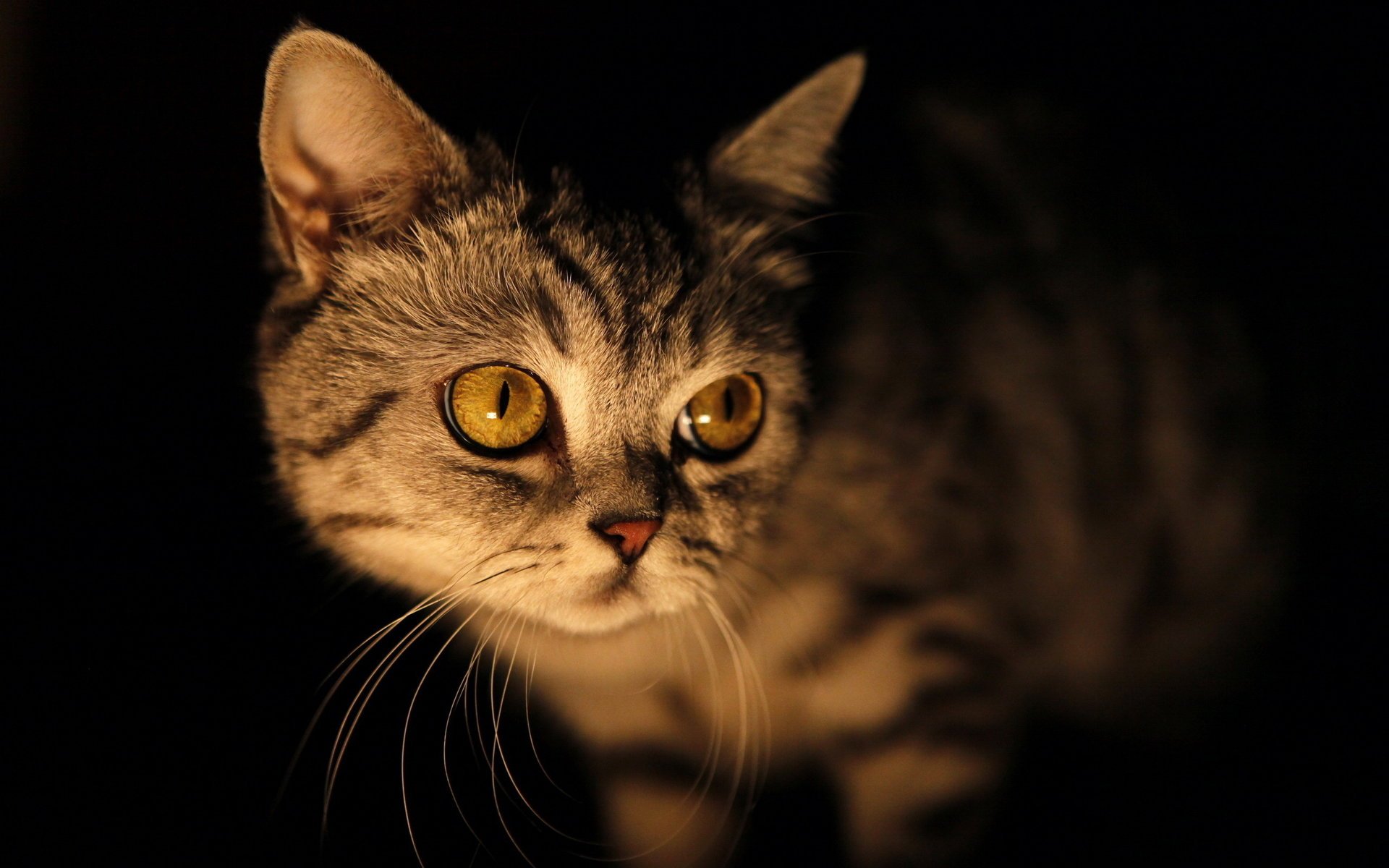 gato mirada ojos