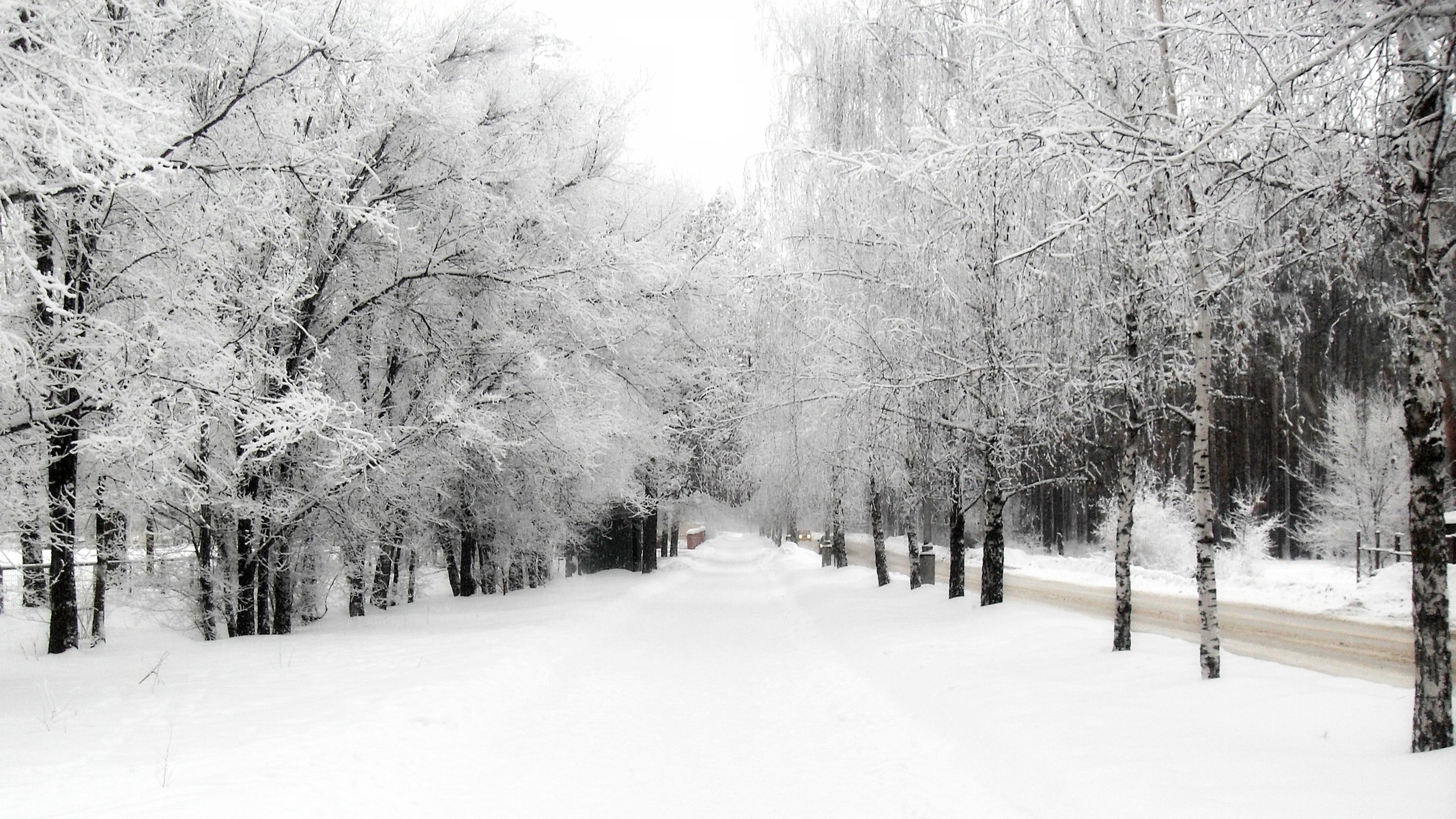 winter nature trees snow