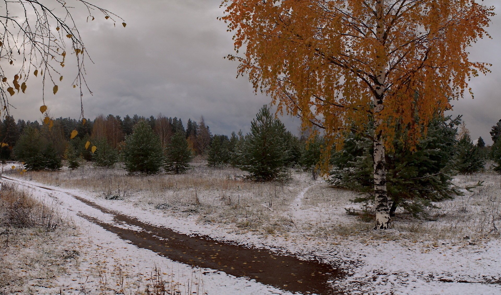 winter weihnachtsbäume blätter schnee birke bäume