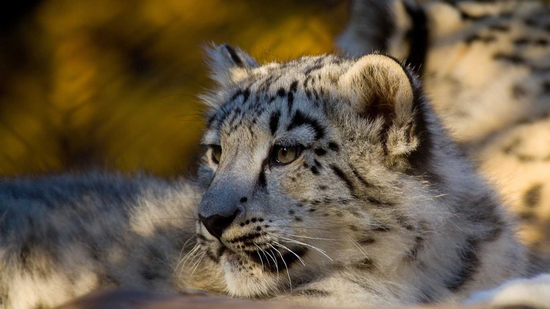 leopardo leopardo de las nieves leopardo de las nieves depredador