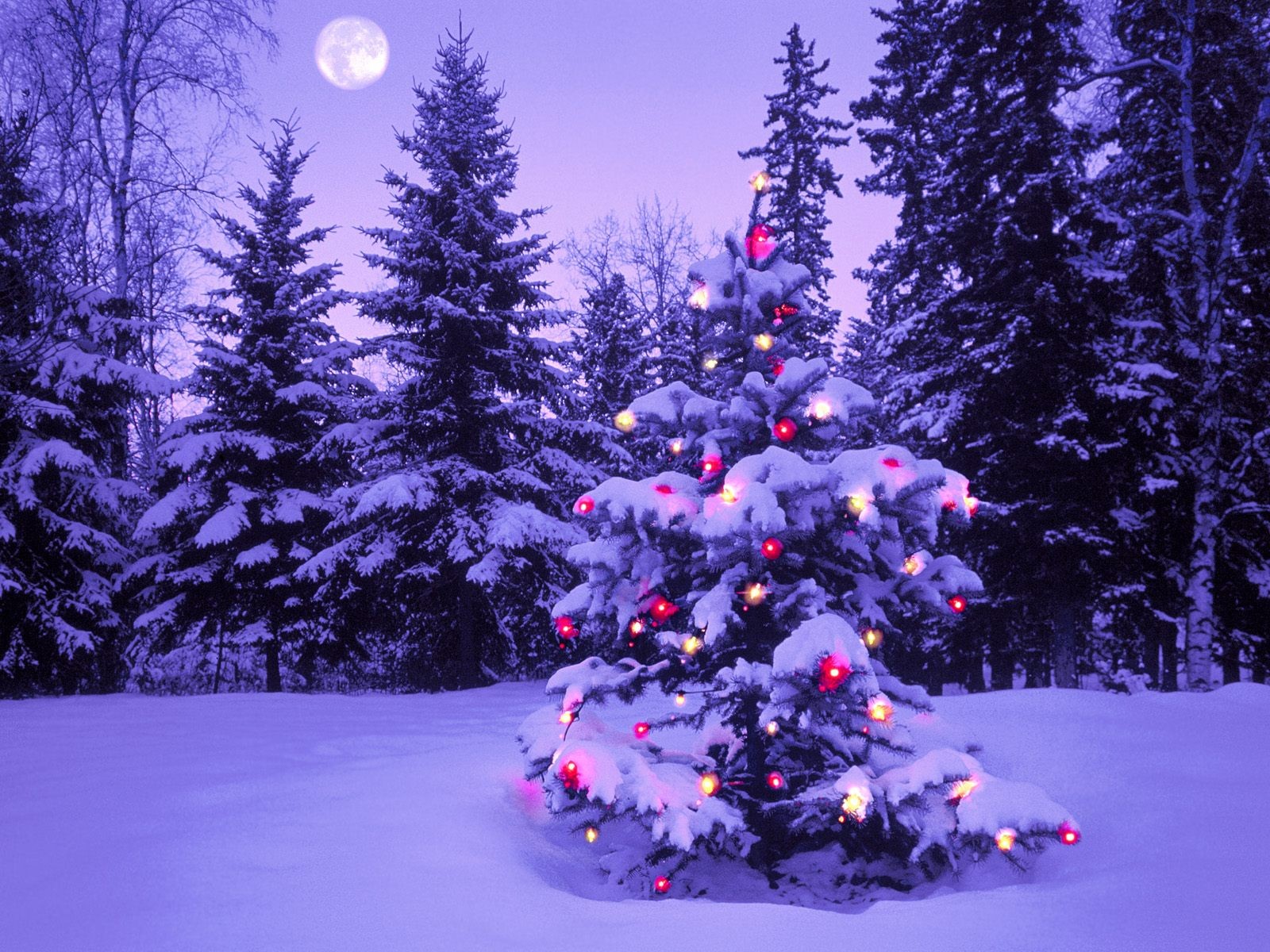 neujahr wald weihnachtsbaum lichter