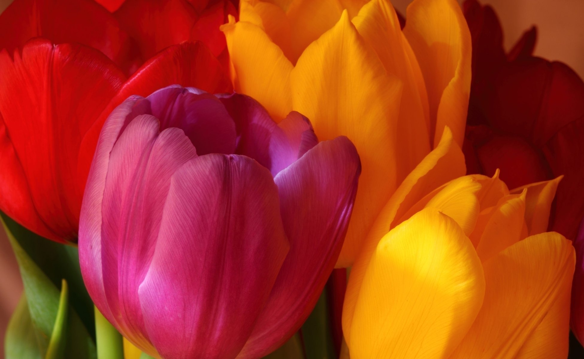 amarillo ramo flores tulipanes brillante rosa