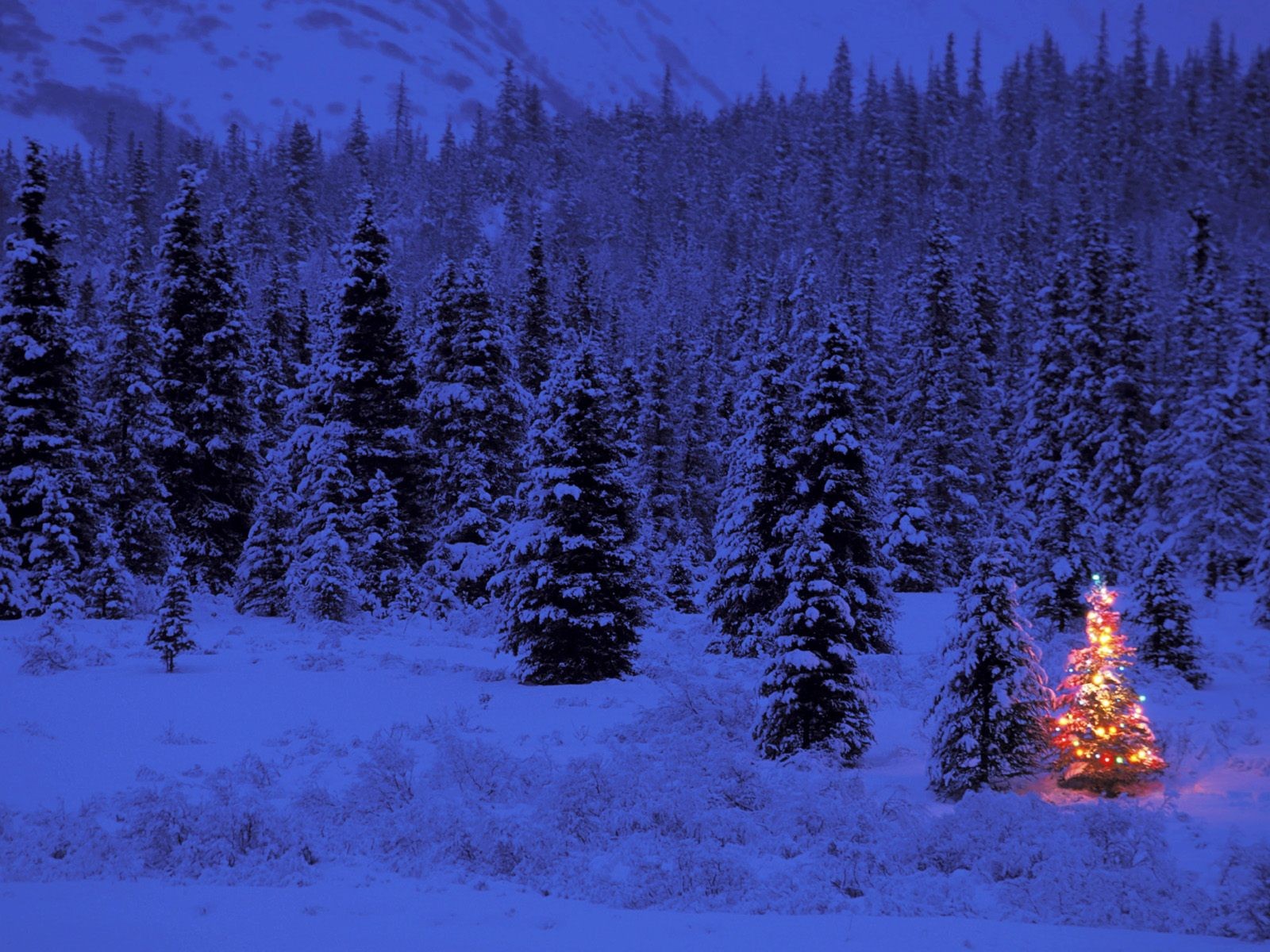 capodanno inverno albero di natale sera luci