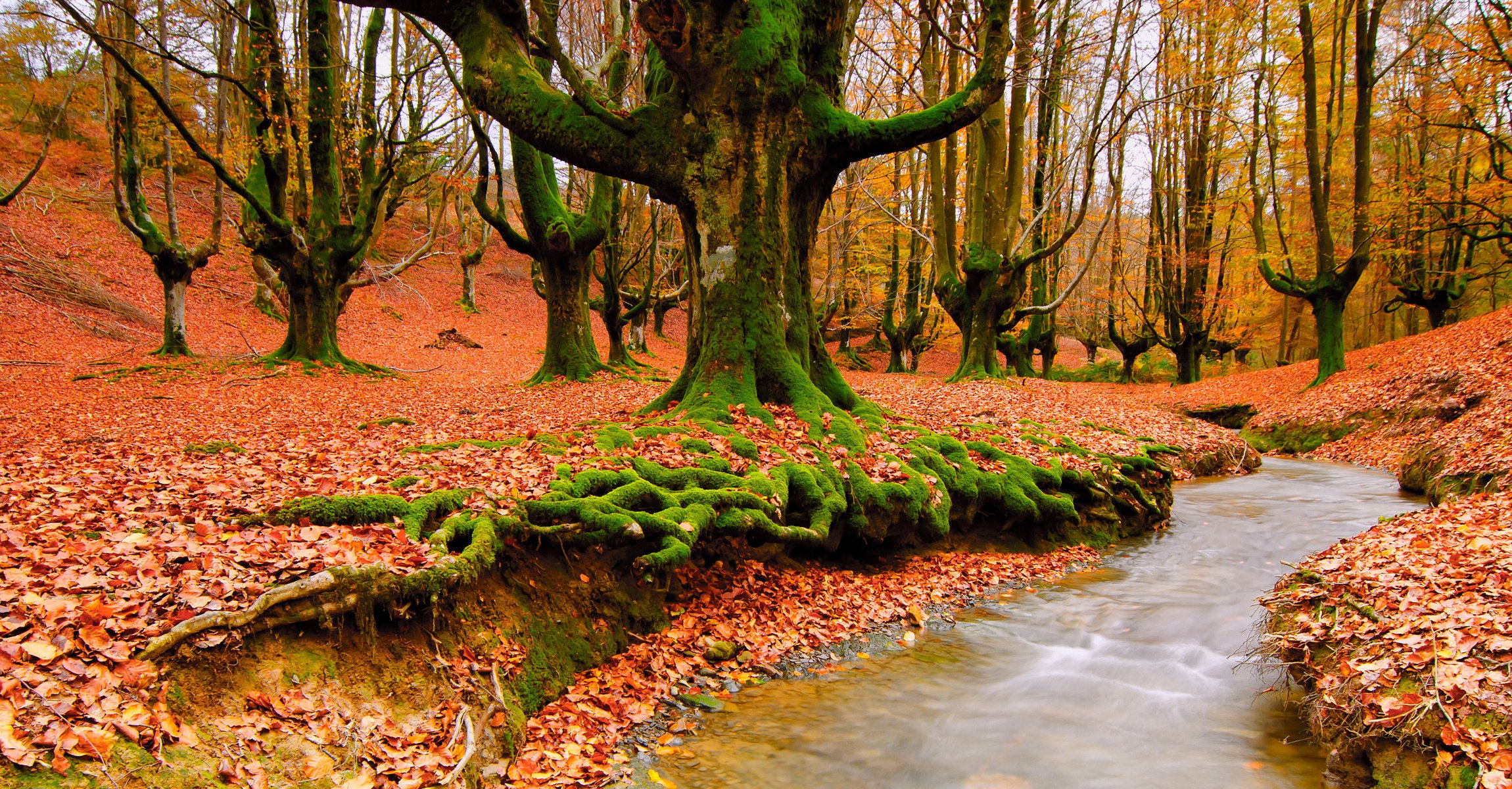 natura las jesień liście potok