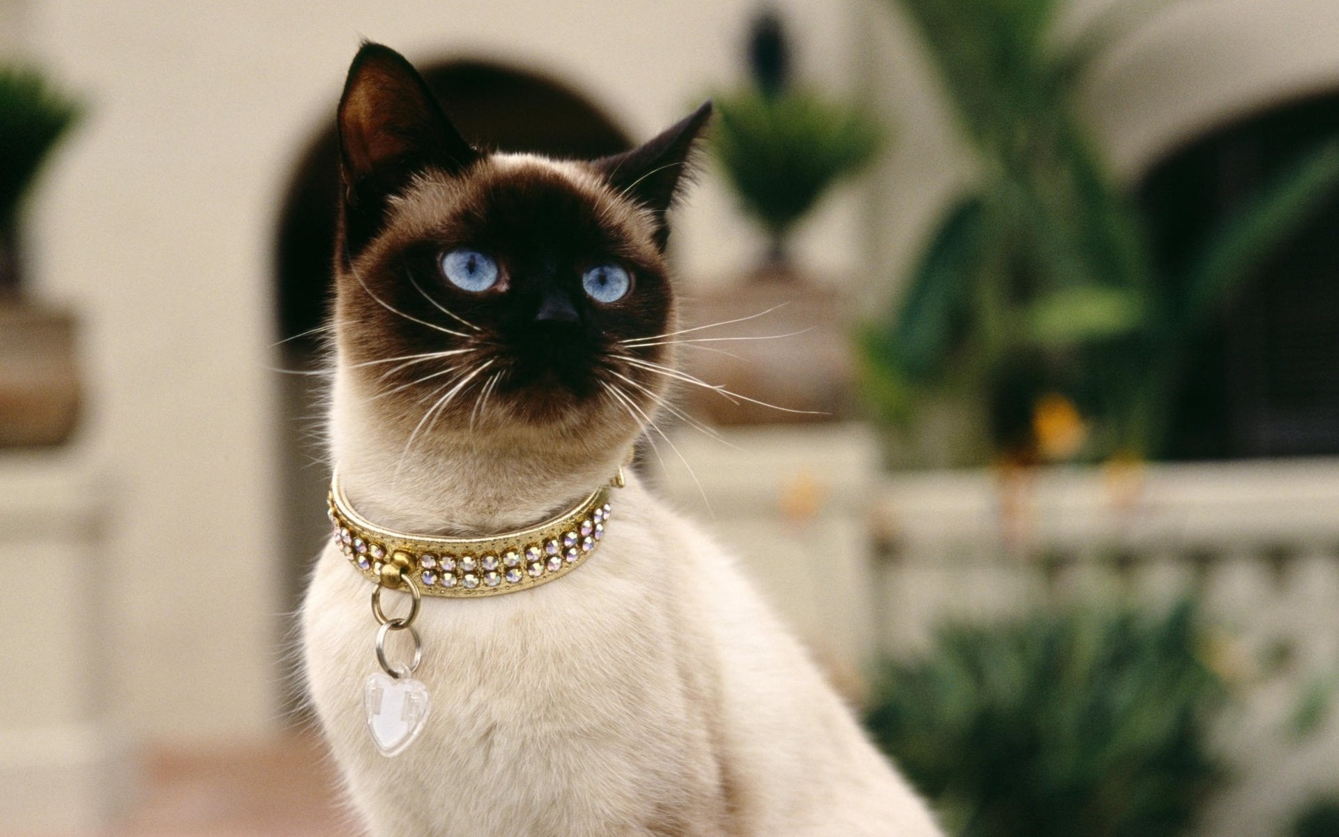 collier siamois chat