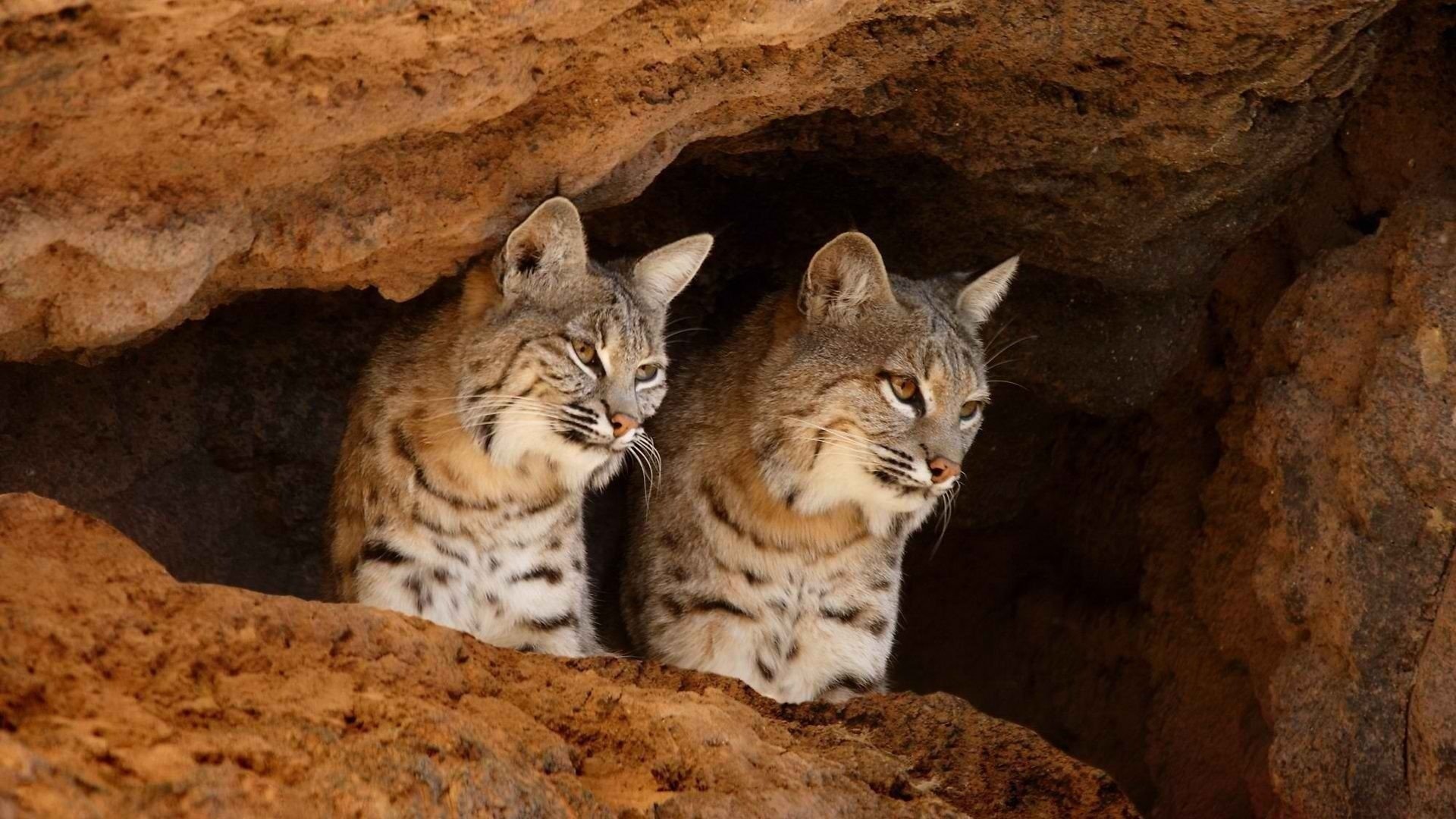 luchs luchs großkatzen