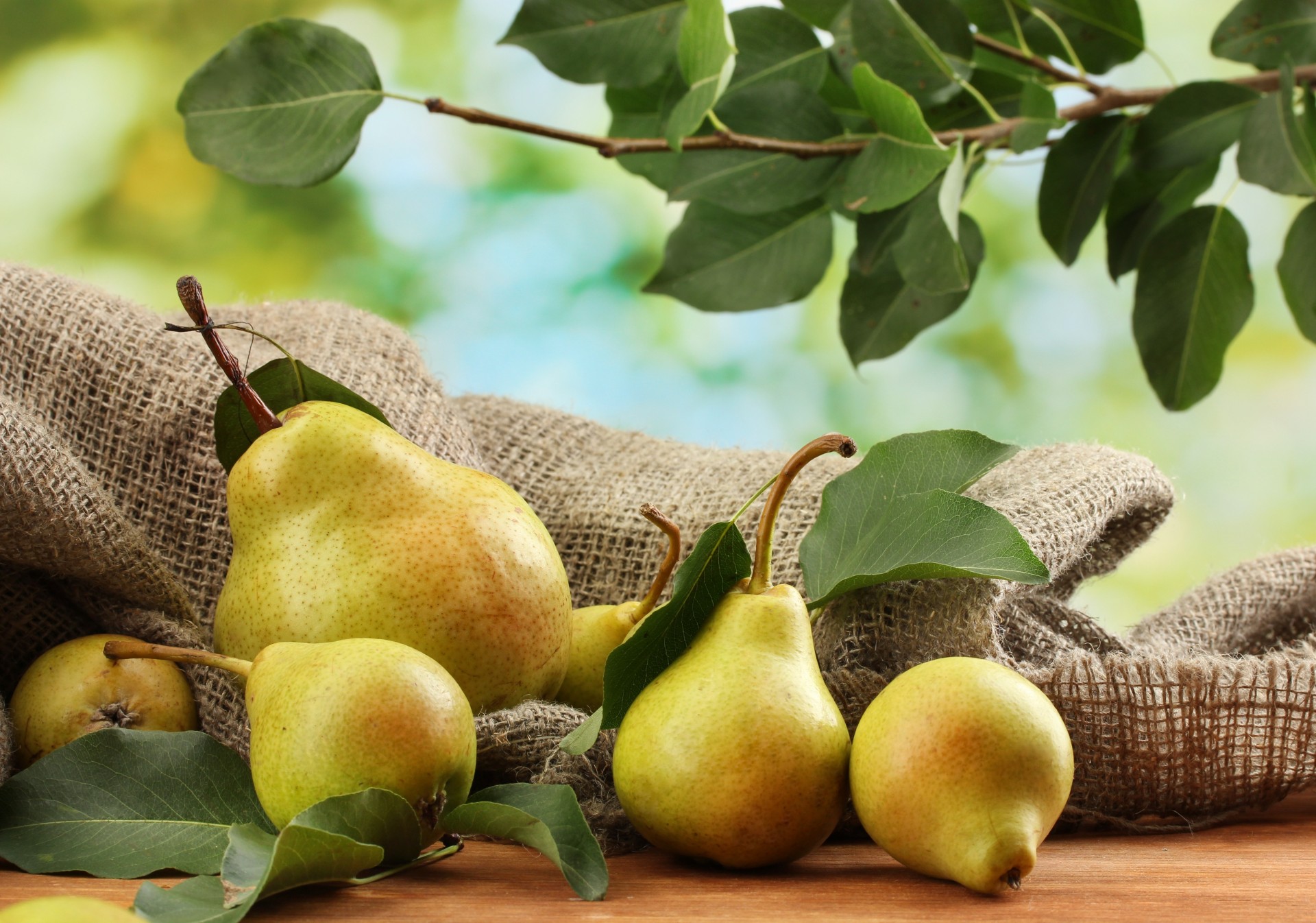 blatt obst birnen tisch zweig