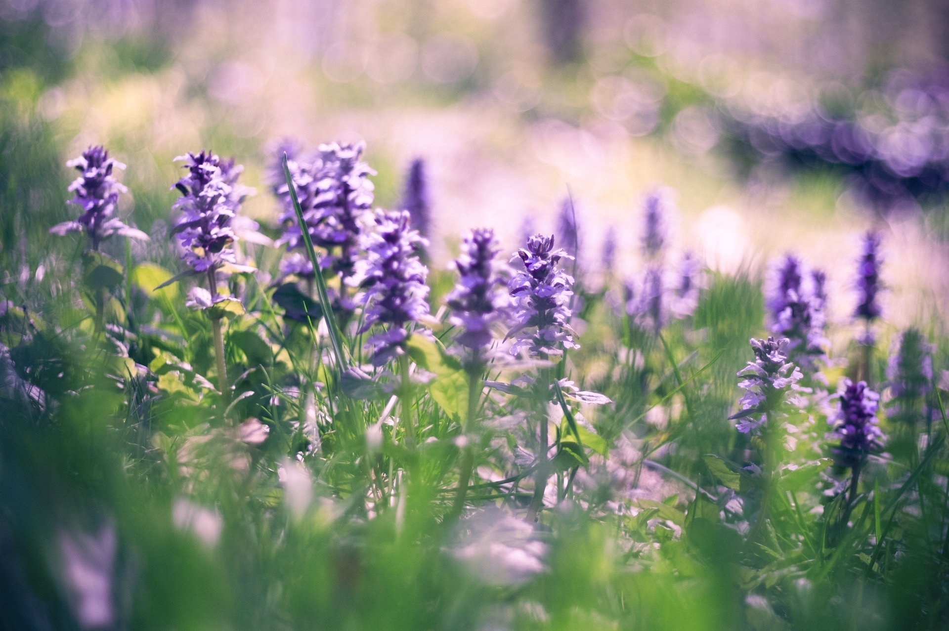 feld blumen blüte sonne lichtung sommer natur