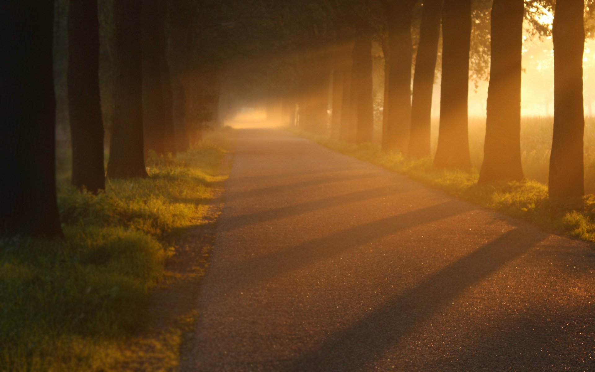 nature alley light tree road roads alley