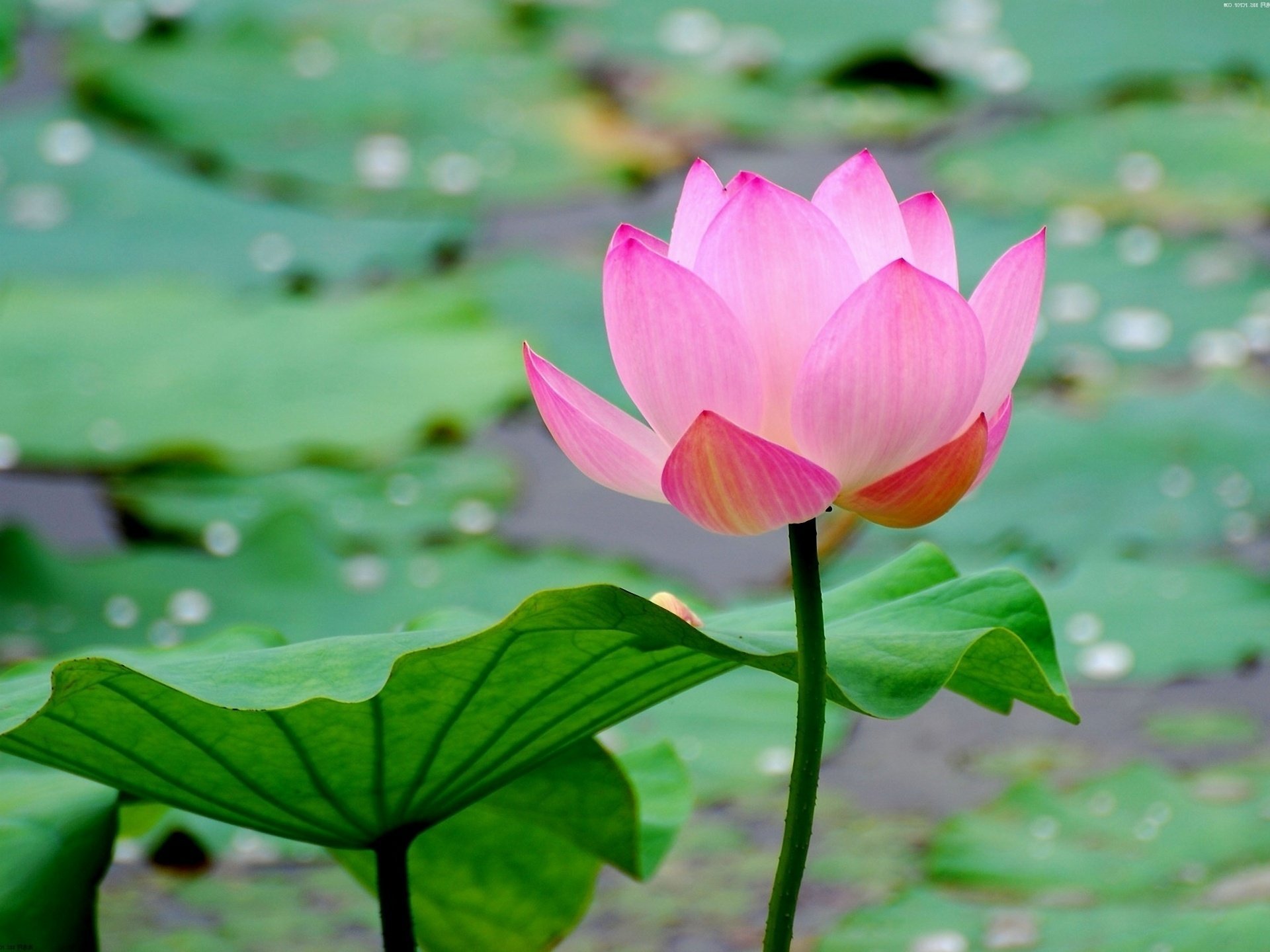 fleur feuille étang gros plan eau lotus