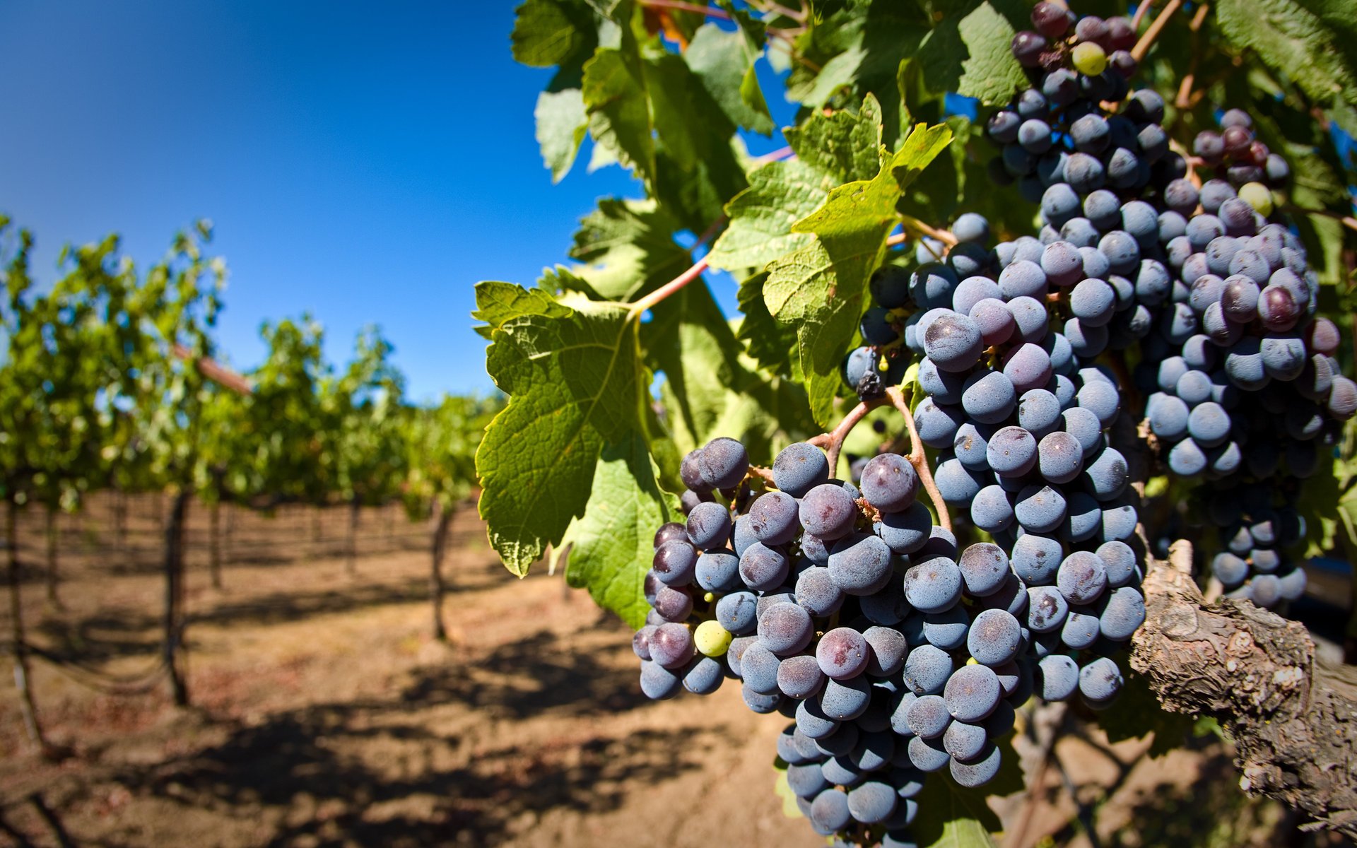 traube rebe weinberg pinsel beeren traube