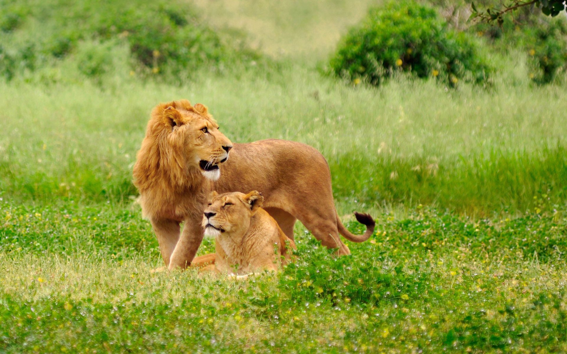 lions animaux lionne lion couple