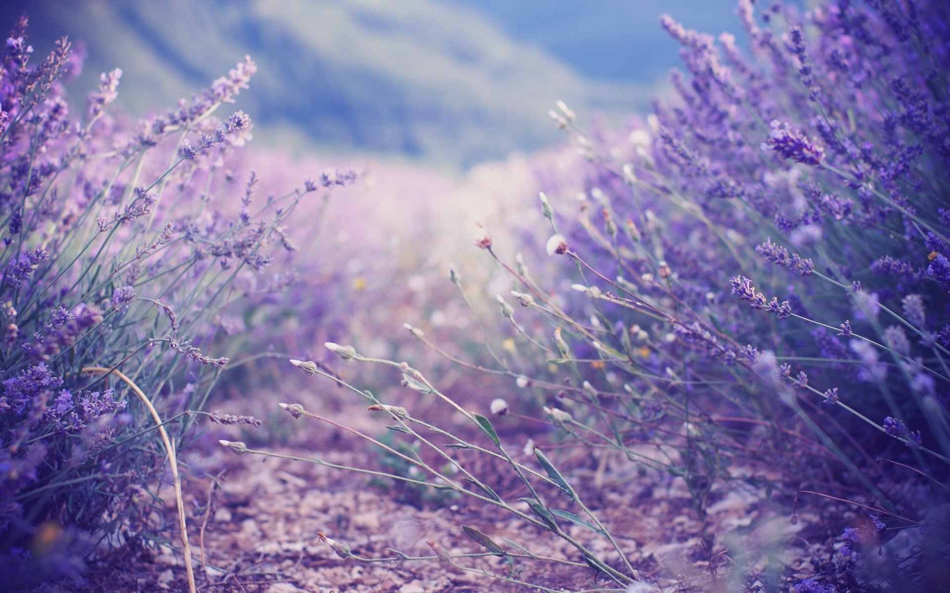 lilla cespugli lavanda lavanda