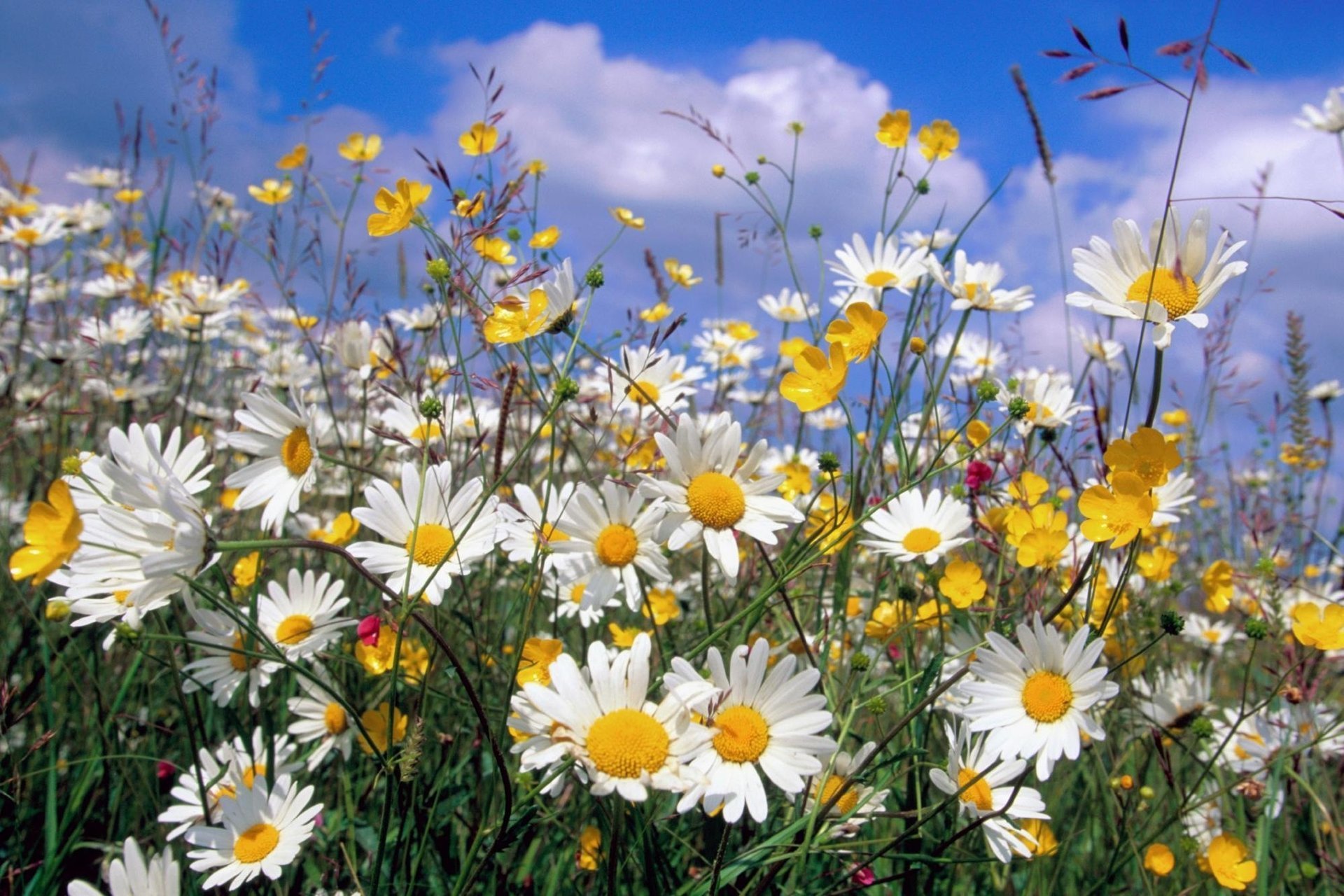 natur sommer gänseblümchen wildblumen wolken