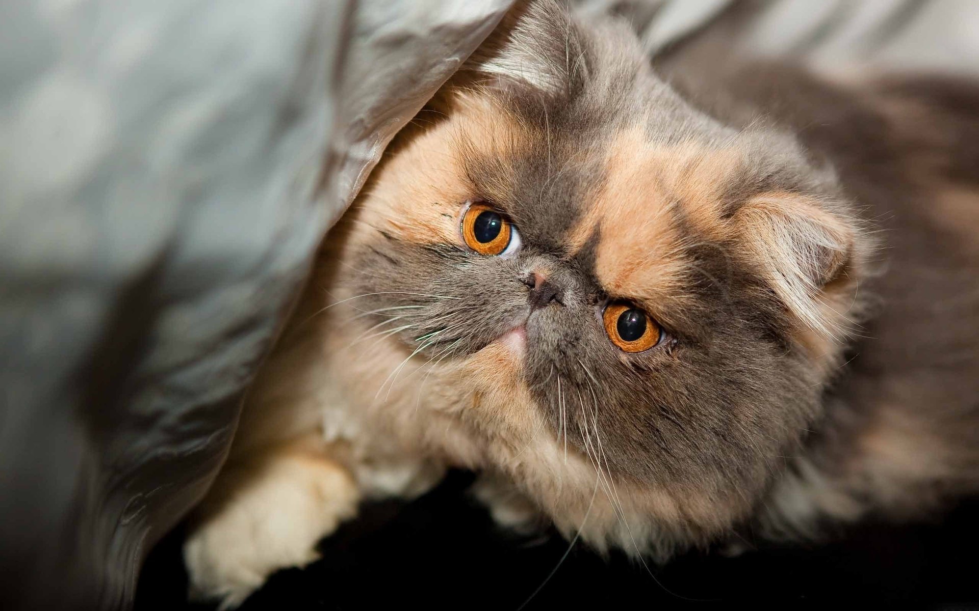 gato hocico ojos mirada pura sangre hermoso