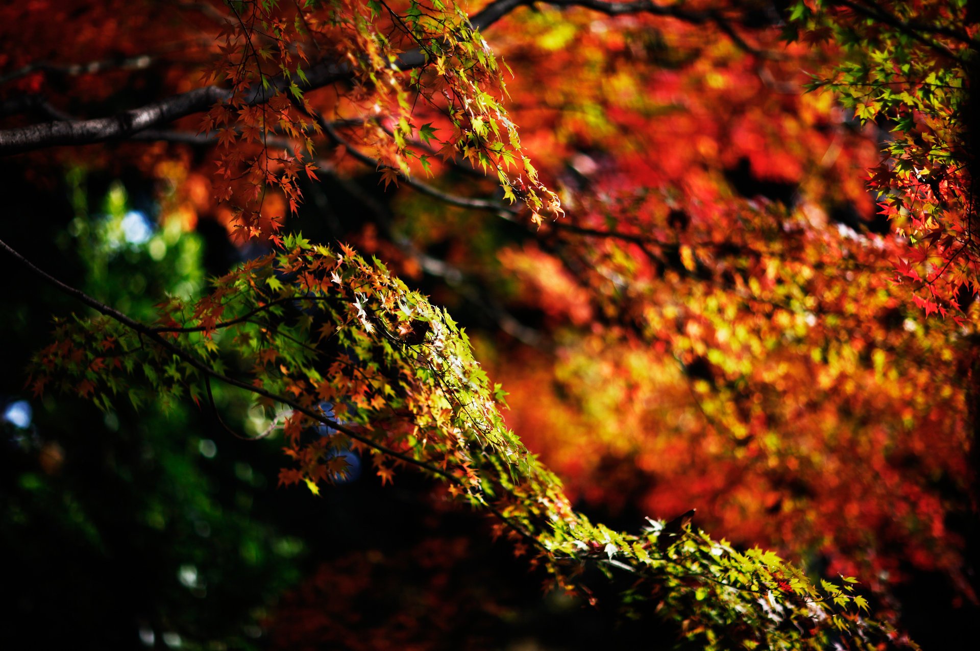 natura autunno fogliame rami