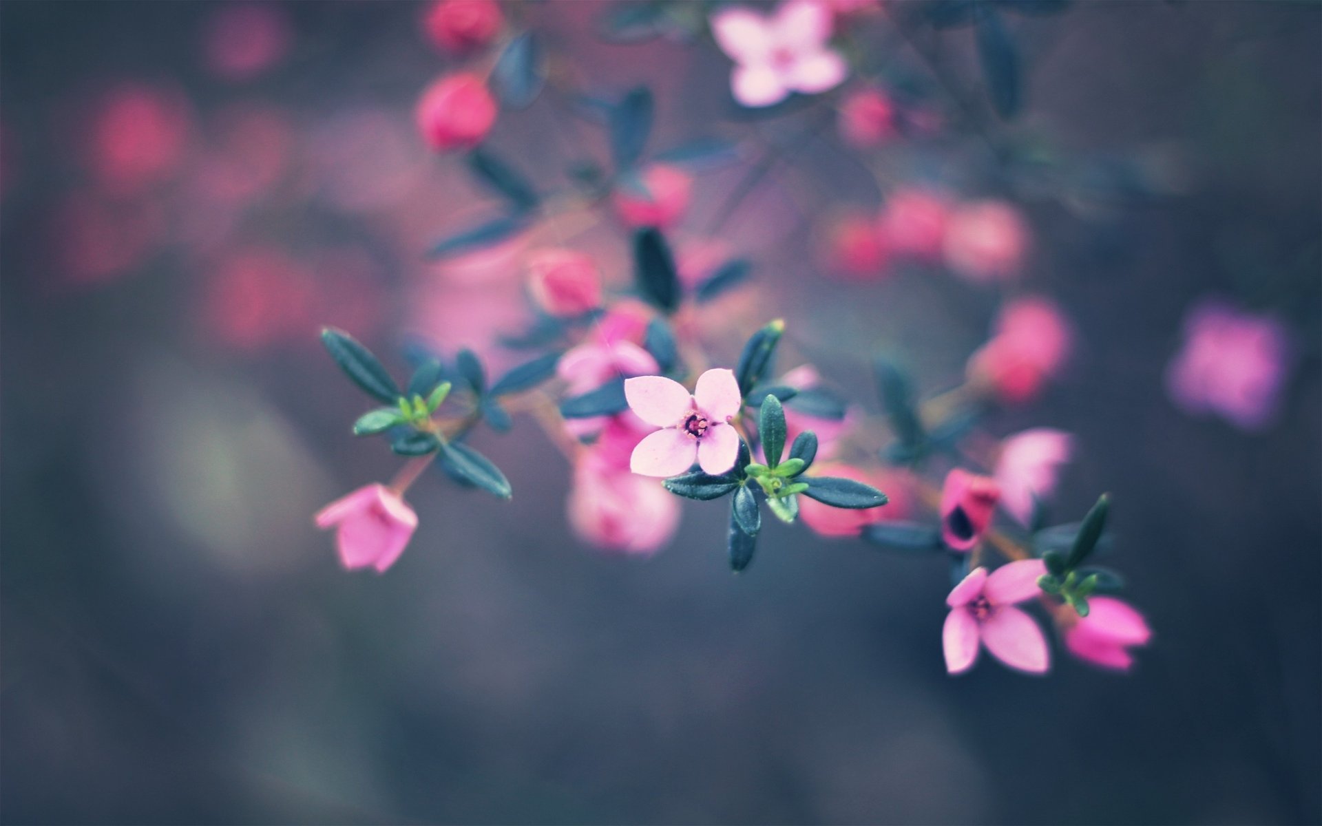 bokeh цветы colors 2560x1600 nature flowers краски боке природа