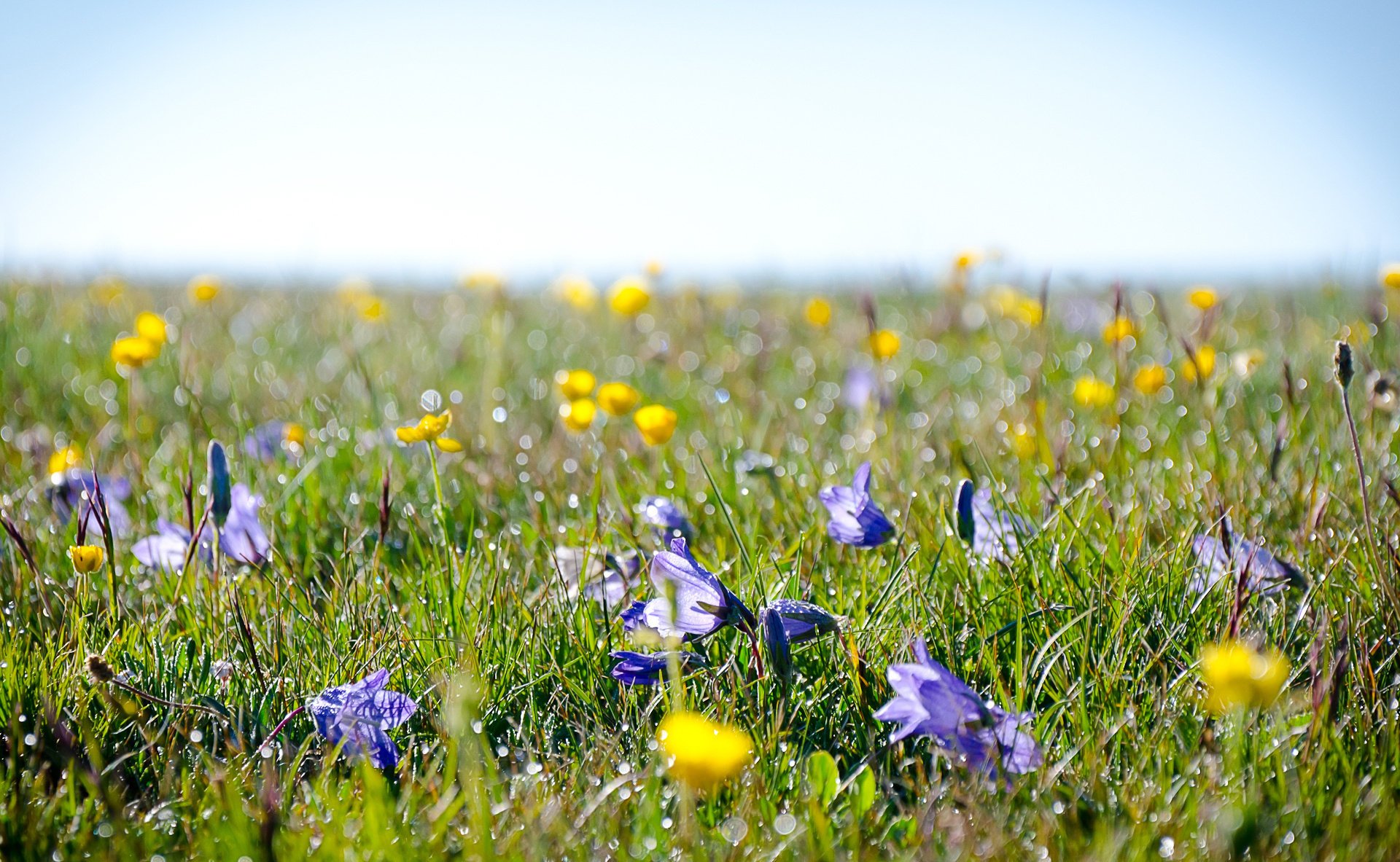 alpine fleurs prairie rosée champ herbe