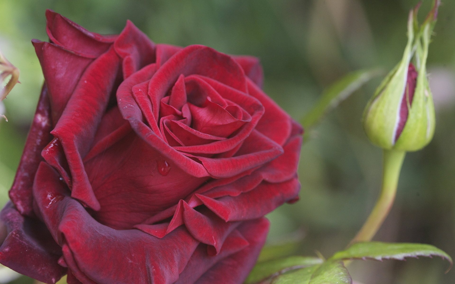 rouge rosée rose gros plan gouttes bourgeon pétales