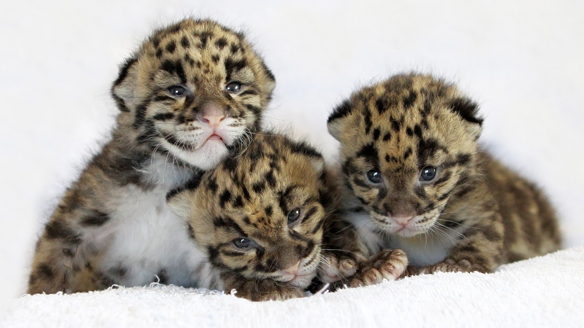 leopard cat leopard cub